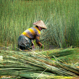 Seagrass for baskets Artisire